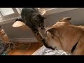 Cat takes gentle approach when bothering dog friend