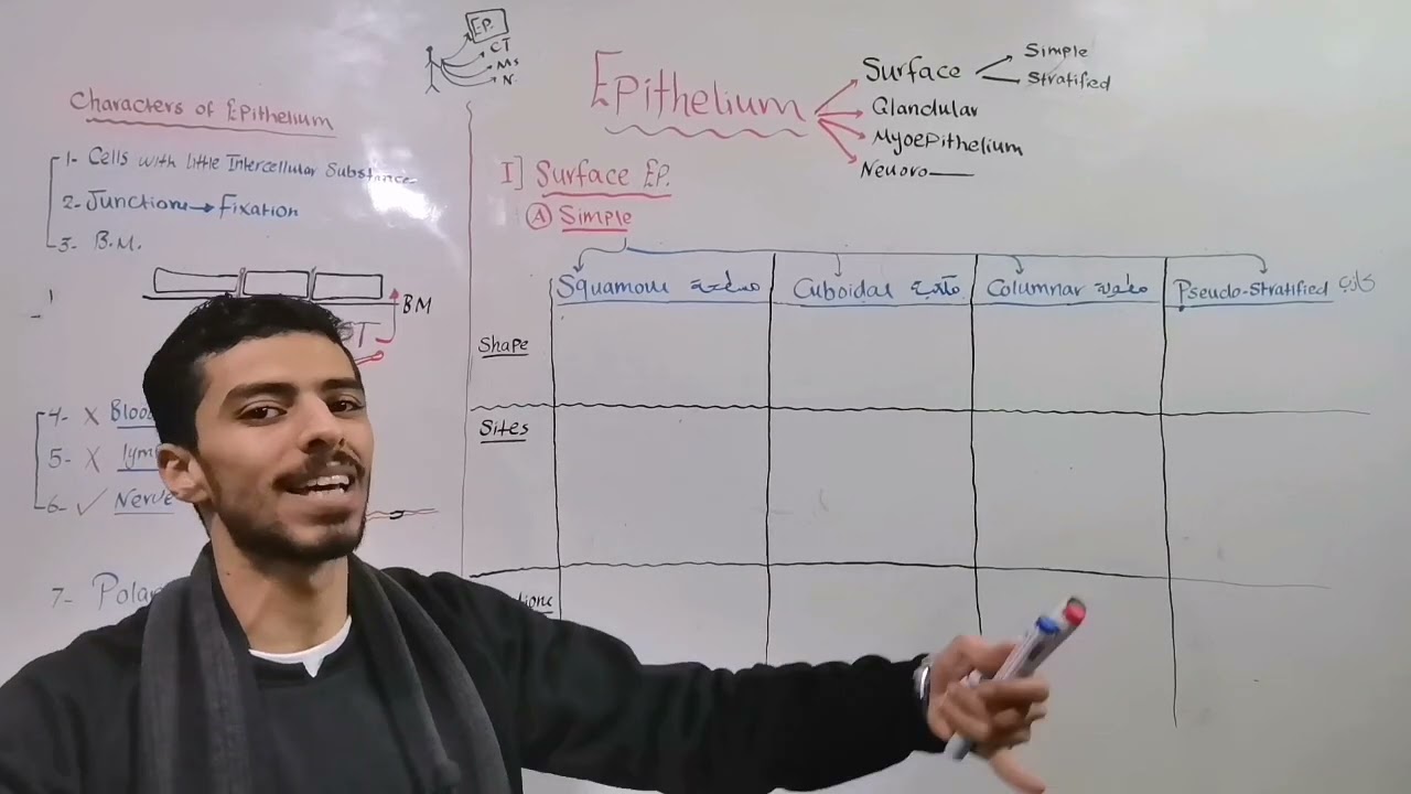 Epithelium 1 (Simple Epithelium)