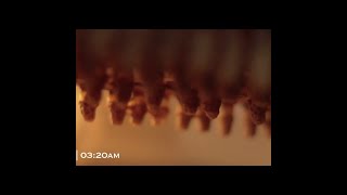 Melita Bees/Apiservices: Queen Rearing