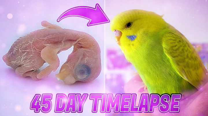 BUDGIE GROWTH STAGES | First 44 Days of Babies Timelapse - DayDayNews