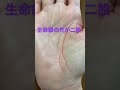 生命線の先が二股の手相 内側を向いているので地元で活躍する人の相になります