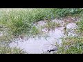 RAIN NATURE