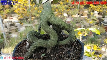 Mai Cúc VIP cúc không nhụy cúc hoàng đế  gốc đẹp 400-500k BAO SHIP  | Mai giống giá rẻ| 0386 573 894