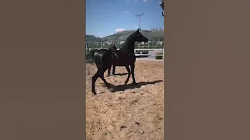 فحل ادهم ماشاء الله الحصان العربي Black Top 2023 