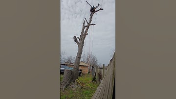 Tree rigging fail #treeclimbing #treecutting #rigging #fail #treeremoval #arborist #gonewrong