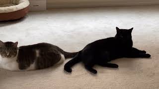 Chonk and Void cats chillin’ on typical sunday by Cornbap 4,621 views 1 year ago 34 seconds