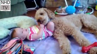 baby playing with dog | funny clips baby and dog | lustige videos | Cute animal Part 1 by NHD-TV 51,533 views 8 years ago 3 minutes, 13 seconds