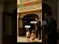 The poor puppy didn't Entry 🚫 Restaurant #puppy #animahal #hilariousfails #dog #funnypuppy