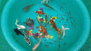 Python Out From Balloons  Attractive Aquarium gold Fish Sharks Turtle Molly Fish Koi Goldfish