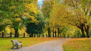 Editing Autumn Photo Using Lightroom screenshot 4