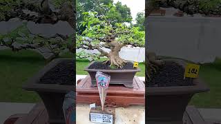 Anting Putri Bonsai Inspiration Again bonsai bonsaiantingputri bonsaitree nature garden fyp
