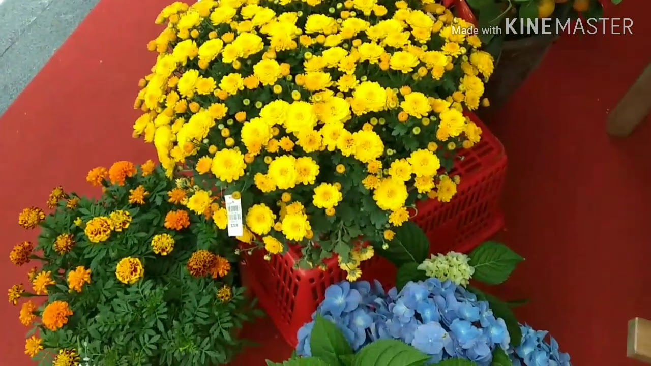 Lucky chinese new year flowers & gifts Flower's for Chinese New Year (at lucky plaza Singapore) - YouTube