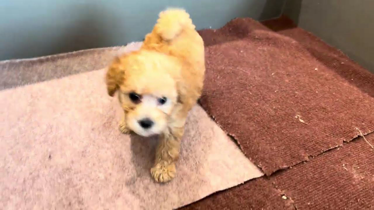 No.209940 トイプードル ♀】ペットショップ犬の家＆猫の里春日井店