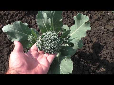 Video: Hake Na Broccoli Katika Jiko Polepole