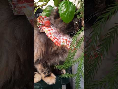 Masha Sasha Funny Iphone16 Trending Youtubeshorts Shortvideo ماشاءالله Shorts Fyp Cat Mashallah 