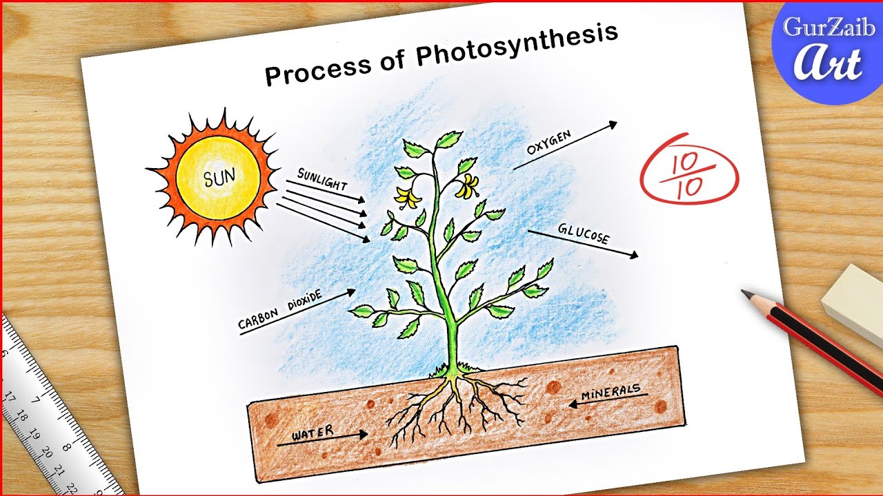 science project for class 7 photosynthesis