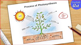 Process of Photosynthesis Diagram Drawing CBSE || easy way || labeled Science project