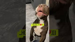 Мистер сладкие губки ))) #dogs #dog #shorts #рек #тренд #собака