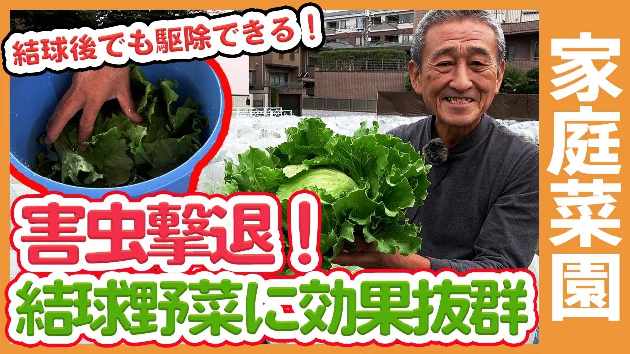結球野菜の中の虫は撃退できる 家庭菜園で白菜やキャベツ等の結球野菜を収穫後に害虫を撃退する方法を解説 農家直伝 Youtube