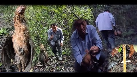 Hantiag yos hav zoov cuab nraj thiab qaib qus los haus dej mag qaib qus lom zem