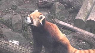 じっと見ているレッサーパンダ セイタ~Red Panda sees next door
