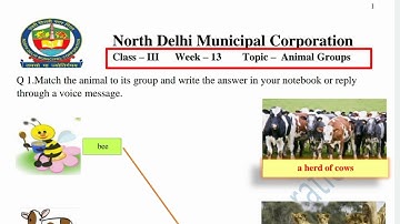 Class 3 English Week 13 (26/8/21) Animal Group @KNOWLEDGE KINGDOM solution MCD Worksheet 13 kaksha 3