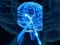 How Your Brain Stores Memories (Explained Simply) #whatifscience #science #shorts