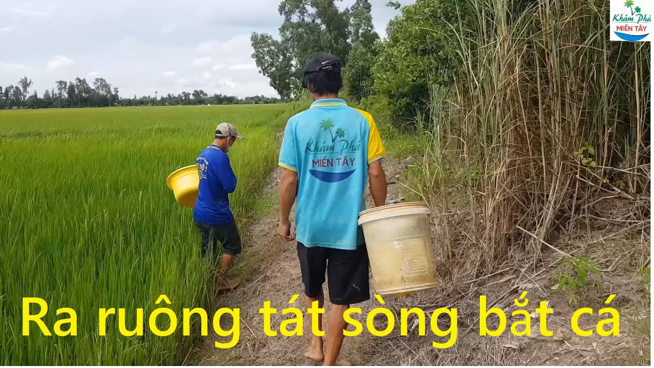 541 | Tát sòng bơm bắt cá rô non về nuôi | Fishing - youtube