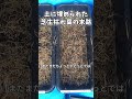 【300日後に意外な結末】土に埋めた芝生枯れ葉の末路（分解実験）