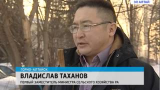 В Кош-Агаче решают проблему отсутствия водопоя для животных В Кош-Агаче решают проблему отсутствия водопоя для животных