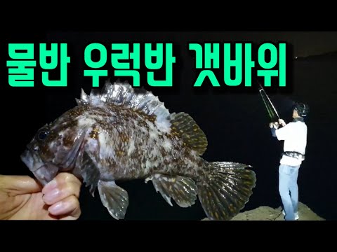 지겹게 나오고 계속 잡히는 갯바위 우럭 루어낚시