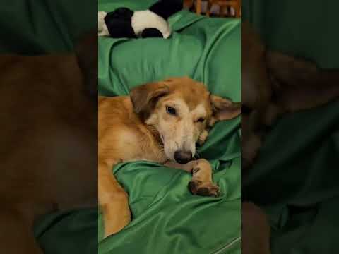 Mixed Breed Puppy For Adoption - 6 Months, Coco from KUALA LUMPUR, Kuala Lumpur