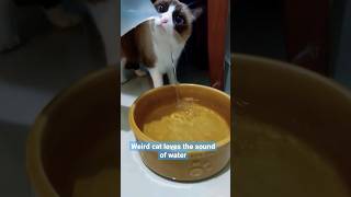 cute cat loves water sound #cat #kucing