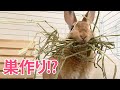 密着！うさぎの巣作りの全容【Rabbit】 My rabbit makes a nest　#34