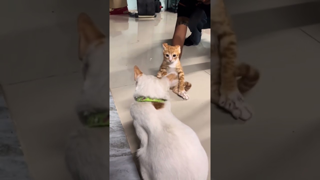 The social anxiety cat just wants to stay alone🐈👀😝