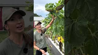 Protecting our Sunflower Harvest from Birds 🌻 @TheSeasonalHomestead