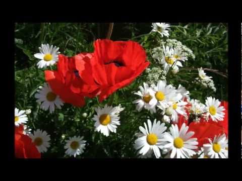 Video: Röda Trädgårdsblommor (22 Foton): Höga Prästkragar Och Salvia I Rabatter, Fleråriga Och Ettåriga Växter För Sommarstugor. Hur Man Gör En Rabatt?