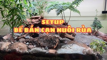 Setup bể bán cạn nuôi rùa cảnh chi tiết đẹp và đơn giản | Detailed Semi-Aquatic Turtle Tank Setup