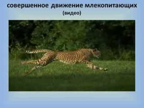 Способы передвижения млекопитающих таблица. Способы передвижения животных. Движение млекопитающих. Органы движения млекопитающих. Органы движения млекопитающих.