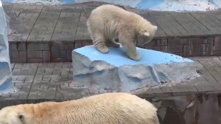 Обед у медвежонка. А что на десерт? Клочок маминой шерсти) 09.05.2016 Обед у медвежонка. А что на десерт? Клочок маминой шерсти) 09.05.2016