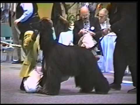 belgian sheepdog club of america national specialty 1996 ahca national specialty 4 6 best of breed youtube belgian sheepdog club of america national specialty 1996 ahca national specialty 4 6 best of breed youtube