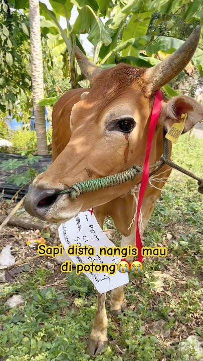 SAPI DISTA NANGIS MAU DI POTONG😭😭#viralvideo #trending #shortviral