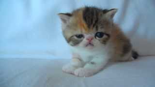 Super cute brown patched tabby & white exotic shorthair kitten