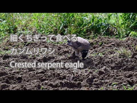 【細くちぎって食べる】カンムリワシ Crested serpent eagle