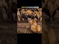 इतीहास का LION King 😱 #shorts #facts #lion #amazingfacts