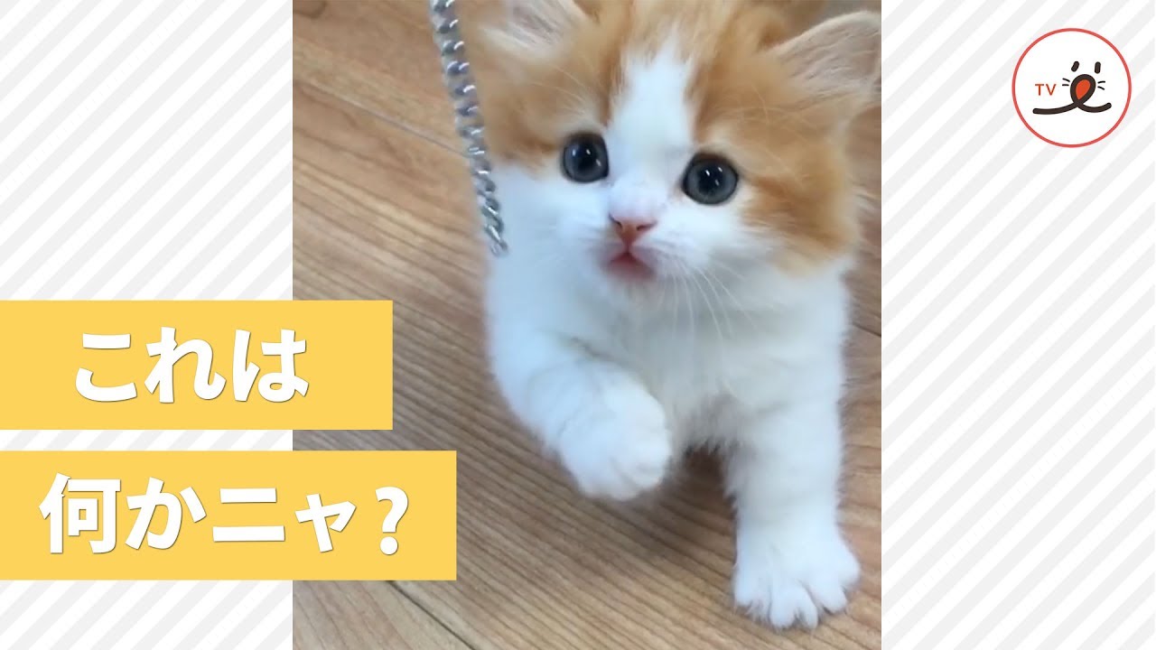 マンチカンの子猫ちゃんの可愛すぎる猫パンチ Pecotv Youtube