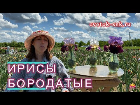 Клапан ирисовый 355