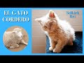 El gato Cordero (Selkirk Rex) 😺 En detalle