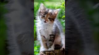 What Happens When You Hurt A Kitten?