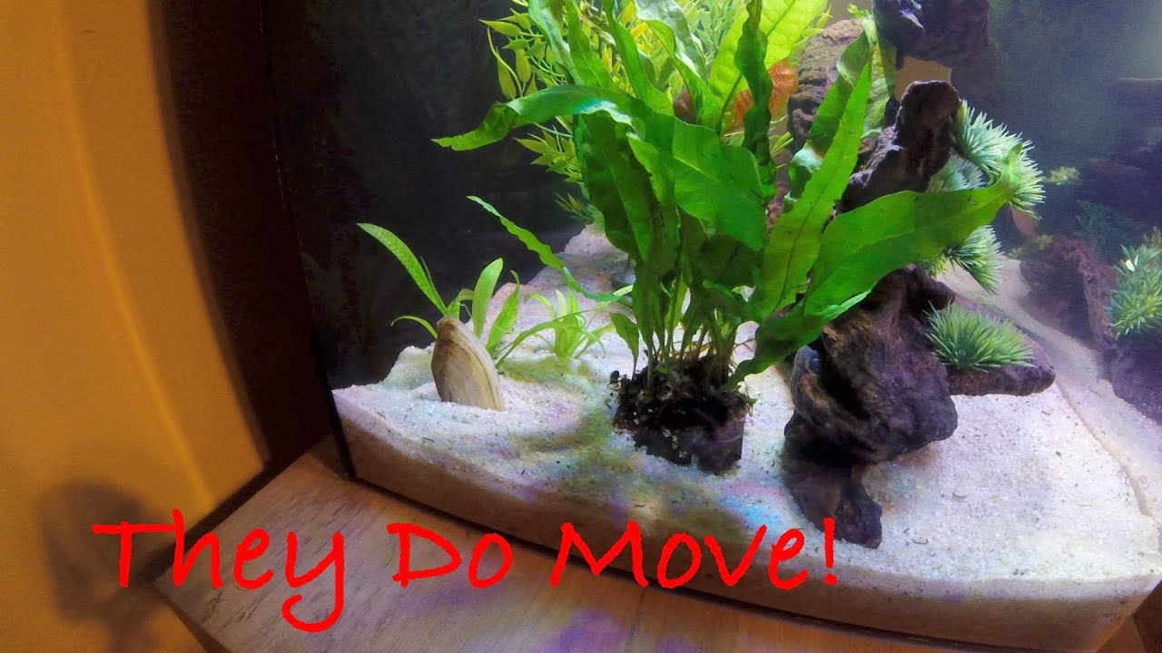 fresh water clam moving